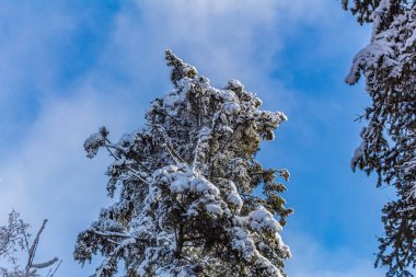 karlı köknar ağaçları ile kış manzarası