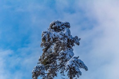 Açık havada karla kaplı bir ormanın güzel bir görüntüsü.