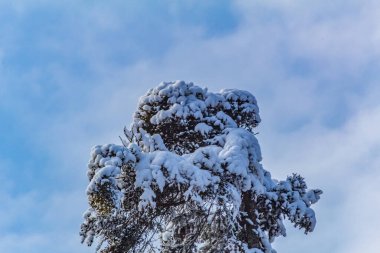Karla kaplı ormanda çam ağacı dalları