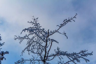 Dalları kar ve mavi gökyüzü