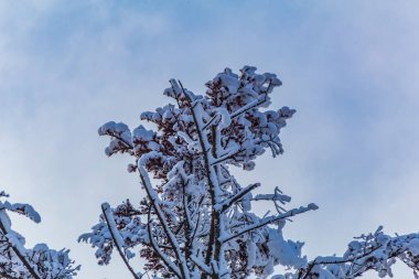 Karla kaplı ağaçlarla kaplı güzel kış manzarası