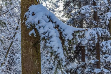 Karla kaplı ağaçlarla kaplı güzel kış manzarası