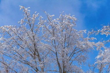 Ağaçların dallarında güzel kar.