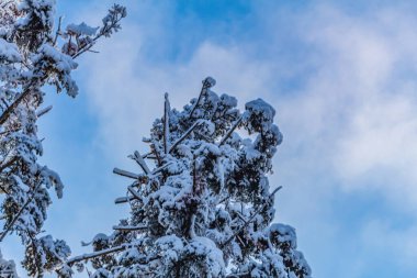 Güzel bir kış ormanının arka planında, çam ağaçlarının dallarına kar yağıyor.