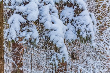 Kış ormanı karla kaplı