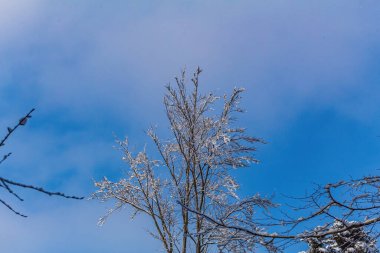 Karlı güzel kış ormanı