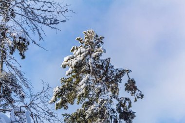 Çam ağaçları kışın gökyüzüne karşı