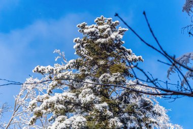 Ormandaki köknar ağaçları karla kaplı.