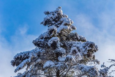 Karla kaplı ağaçlarla kaplı güzel kış manzarası