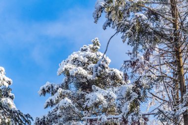Kış ormanında karla kaplı köknar ağacı