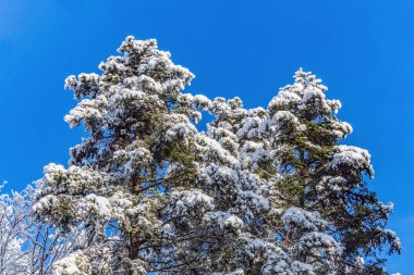 Karla kaplı ağaçlarla kaplı kış manzarası
