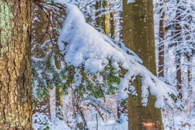 Ağaçların karla kaplı olduğu ormanda kış.