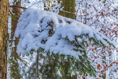 Ormandaki kış karları ağaçları kapladı