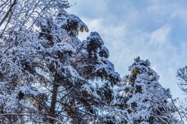 Ormanda karla kaplı ağaçlar
