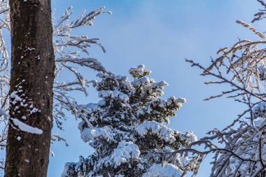 Karla kaplı ağaçlarla kaplı kış ormanı