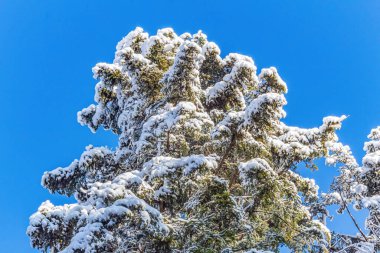 Çam ağacı mavi gökyüzünün arka planında karla kaplıdır.