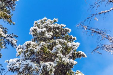 Kar, arka planda karla kaplı ağaçlar ve açık bir kış göğü. yüksek kaliteli fotoğraf