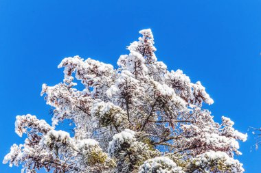 Ormanın güzel manzarası