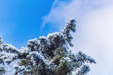 ağaçlar mavi gökyüzü arka plan karşı kar kaplı
