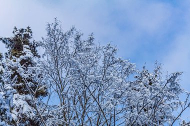 Ağaçlar ve karla kaplı kış manzarası