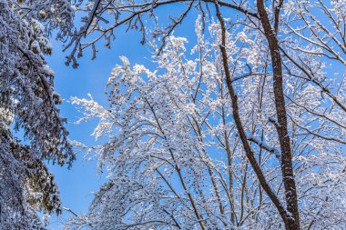 Karla kaplı ağaçlarla kaplı kış manzarası