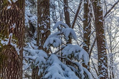 Kış manzarası. Karlı orman karla kaplı..