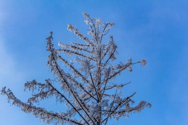 Kışın donmuş ağaç