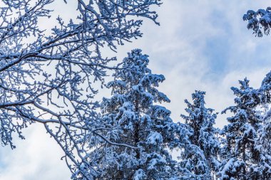 Güzel kış ormanı karla kaplı ağaçlarla