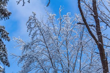 Karda kış manzarası