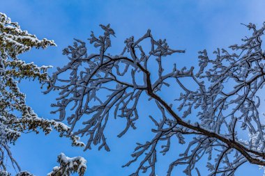 Kış ormanlarında gökyüzüne karşı kar dalları kaplamıştı.