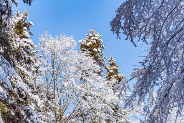 Kış ormanlarında köknar ağaçları karla kaplıdır.