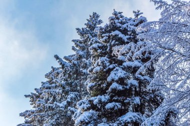Kış ormanı karla kaplı, kış ağaçları, doğa arka planı, kar - kışın ormanı kaplıyor