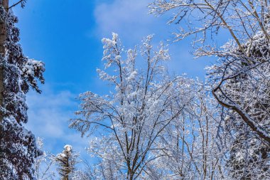 Karla kaplı ağaçlarla kaplı güzel kış manzarası