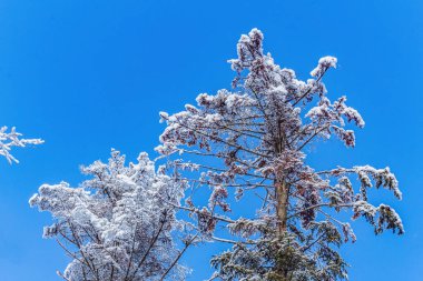 Doğanın güzel manzarası