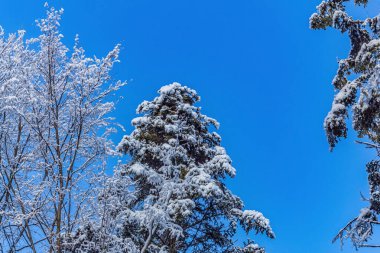 Güzel karlı ağaçlar ve kışın mavi gökyüzü..