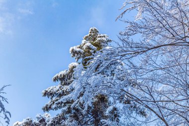 Ağaçların karla kaplı olduğu kış ormanı. güzel doğa.