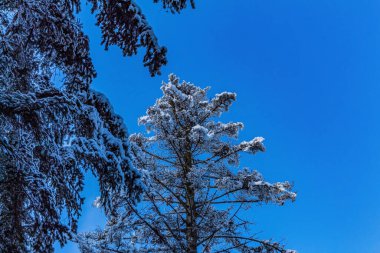 Çam ağacı dalları kış ormanlarında karla kaplı.
