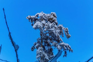 Ormandaki ağaç dalları