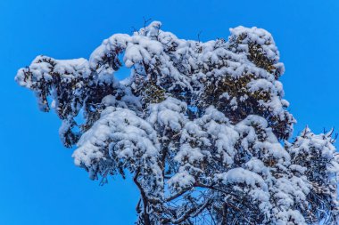 Karla kaplı ağaçlarla kaplı kış manzarası