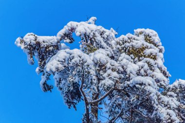 Karlı güzel kış manzarası