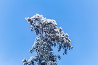 Karla kaplı ağaçları olan güzel bir manzara.