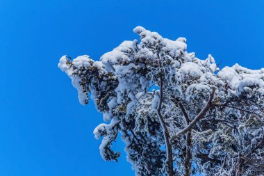 Ağaçların dallarındaki kar mavi gökyüzünün arka planına karşı. kış arkaplanı.