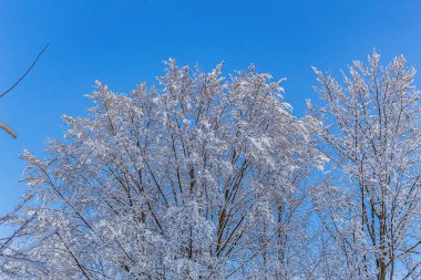 Karla kaplı ağaçlarla kaplı kış manzarası