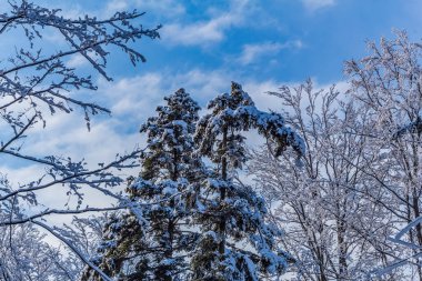 Ağaçlar kışın karla kaplanır.