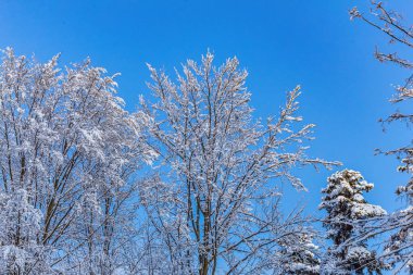 Karla kaplı ağaçlarla kaplı kış manzarası