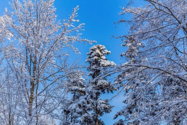 Kış ormanı karla kaplı