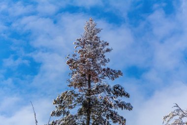 Karla kaplı ağaçlarla kaplı kış manzarası