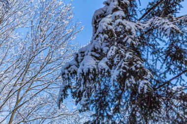Kış Ormanında Karla Kaplanmış Ağaçlar