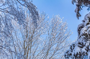 Kışın kar ağaçlarda