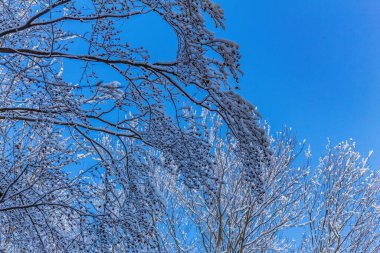 Doğada güzel karlı kış ağaçları